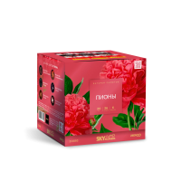 Пионы Салют купить в Тюмени | tyumen.salutsklad.ru